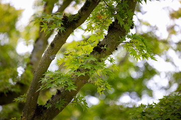 Beautiful green leaves of the oriental maple tree growing in the park.