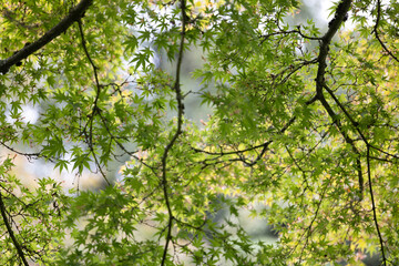 Beautiful green leaves of the oriental maple tree growing in the park.