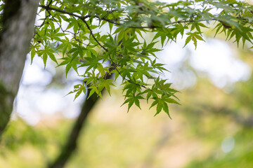 Beautiful green leaves of the oriental maple tree growing in the park.
