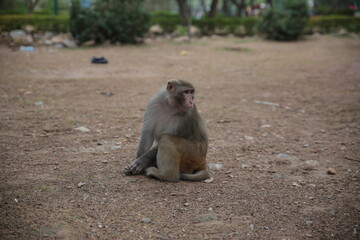 Fototapeta premium Monkey sitting on ground