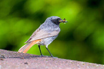 Männlicher Hausrotschwanz (Phoenicurus ochruros) mit Futter