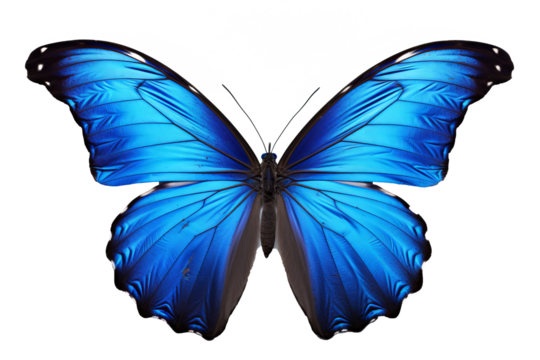 Beautiful indigo butterfly with transparent background in PNG style for design projects - Powered by Adobe