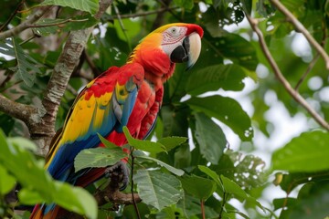 Obraz premium Majestic Macaw Parrot Perched Proudly in the Vibrant Canopy of Lush Tropical Jungle, Surrounded by Lively Foliage and Exotic Flora, Showcasing the Beauty and Diversity of Nature
