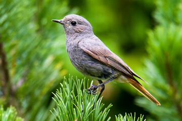Weiblicher Hausrotschwanz (Phoenicurus ochruros)