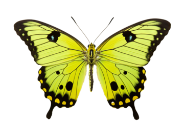 Beautiful lime butterfly in PNG style with transparent background, ideal for digital art projects, graphic design, and nature-themed illustrations