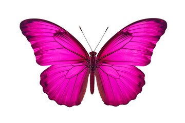 Beautiful magenta butterfly illustration in PNG style with transparent background, ideal for creative design projects, digital artworks, and crafting