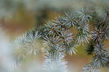 Beautiful pine tree branches with short spikes. Coniferous tree growing in the park.