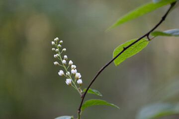 Beautiful white bird cherry tree blossoms in the spring forest. Sunny woodland scenery of native plants in Latvia, Northern Europe.