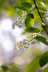 Beautiful white bird cherry tree blossoms in the spring forest. Sunny woodland scenery of native plants in Latvia, Northern Europe.