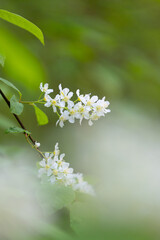 Beautiful white bird cherry tree blossoms in the spring forest. Sunny woodland scenery of native plants in Latvia, Northern Europe.