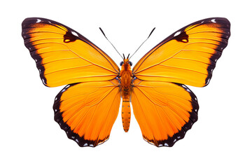 Beautiful orange butterfly in PNG style with transparent background for digital art and design projects