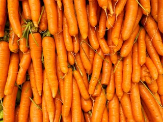 Natural pattern of fresh washed organic carrots. Full of many clean carrots vegetable background.