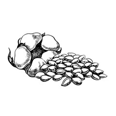 Cotton seeds and a ripe fluffy cotton head. Black and white, detailed, graphic, vector illustration. Isolate, hand-drawn on a white background. For labels, packaging and posters.