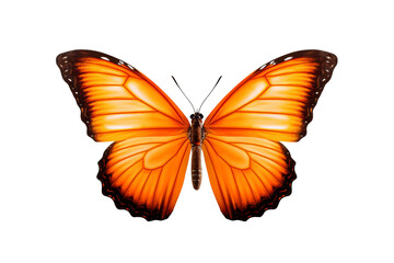 Obraz premium Beautiful orange butterfly in PNG style with transparent background for digital art and design projects