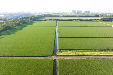 view of paddy field 