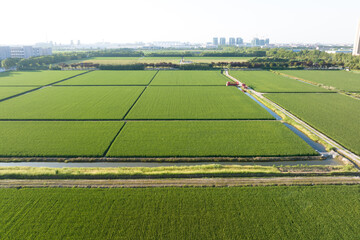 view of paddy field 