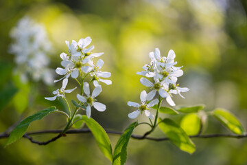 Fototapeta premium A beautiful bush blooming with white flowers in springtime forest. Natural woodlands scenery of Latvia, Northern Europe.