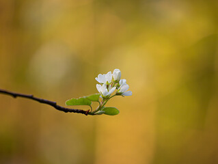 A beautiful bush blooming with white flowers in springtime forest. Natural woodlands scenery of Latvia, Northern Europe.