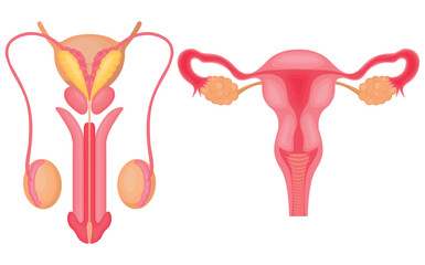 Vector illustration of the human reproductive system. The concept of organs for study for medical and biological purposes. Picture for books, magazines and articles