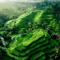 Aerial view the beautiful rice terraces
