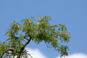Beautiful, blooming acacia tree branches during sunny summer day. Natural scenery of Latvia, Northern Europe.