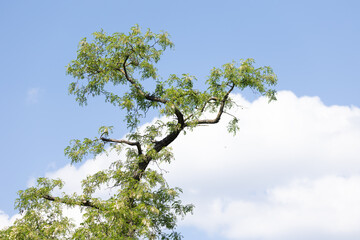 Beautiful, blooming acacia tree branches during sunny summer day. Natural scenery of Latvia, Northern Europe.