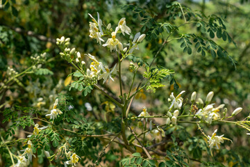 Moringa tree whose various parts are used to make medicines and healthy nutritional supplements