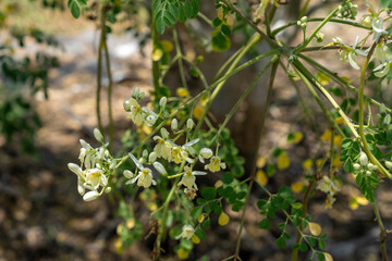 Moringa tree whose various parts are used to make medicines and healthy nutritional supplements