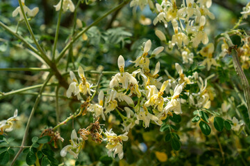 Moringa tree whose various parts are used to make medicines and healthy nutritional supplements