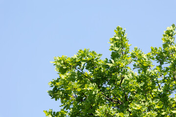 Beautiful fresh spring leaves growing on branches. Natural springtime scenery of Latvia, Northern Europe.