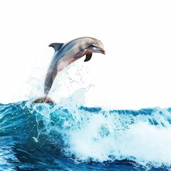 Fototapeta premium Dolphin Leaping Out of the Ocean