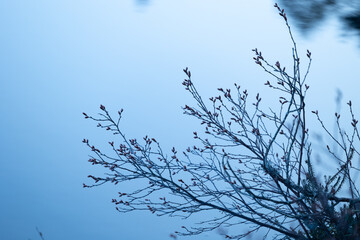 Delicate branches of native bush in Southern Sweden woodlands neat the forest lake. Natural springtime scenery of Scandinavia.