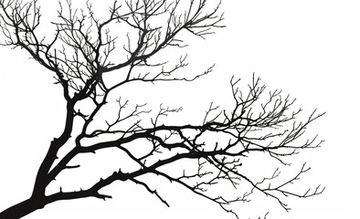 Obraz premium Black tree branches silhouetted on a white background, in a flat lay. Isolated dead wood and leafless foliage provide a natural background or decoration concept