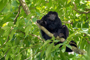 Black Howler Monkey - Alouatta caraya, beautiful long tailed black primate from South American tropical forests, Brazil.