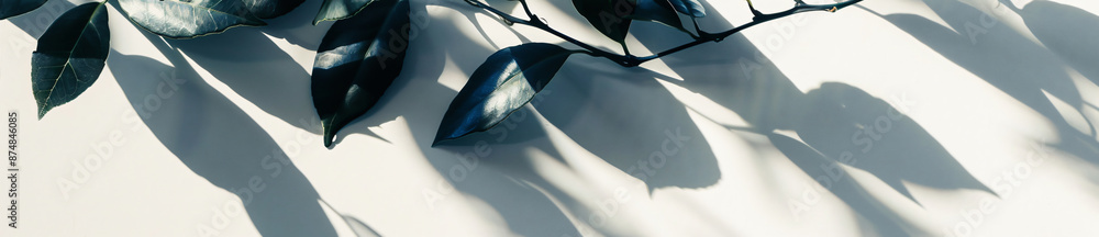 Poster abstract shadows of leaves on a white background banner with copy space, a mockup for product presen