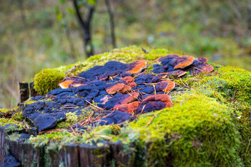 Beautiful details of moody autumn forest in Latvia. Natural fall season scenery of woodlands in Northern Europe.