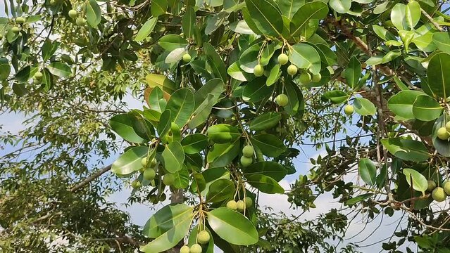 nyamplung plant with fruits