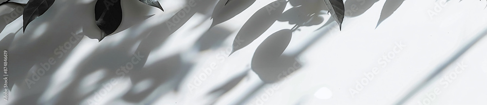 Poster abstract shadows of leaves on a white background banner with copy space, a mockup for product presen