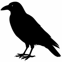 Crow vector illustration, bird isolated on white,Crow silhouette, eagle vector art