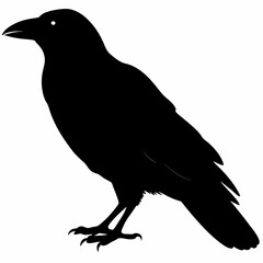 Crow vector illustration, bird isolated on white,Crow silhouette, eagle vector art