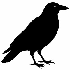 Crow vector illustration, bird isolated on white,Crow silhouette, eagle vector art