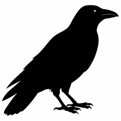 Crow vector illustration, bird isolated on white,Crow silhouette, eagle vector art