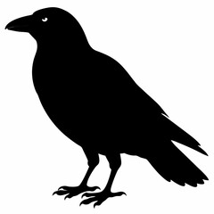 Crow vector illustration, bird isolated on white,Crow silhouette, eagle vector art
