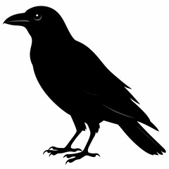 Crow vector illustration, bird isolated on white,Crow silhouette, eagle vector art