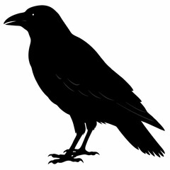 Crow vector illustration, bird isolated on white,Crow silhouette, eagle vector art