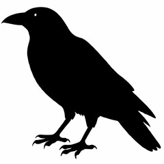 Crow vector illustration, bird isolated on white,Crow silhouette, eagle vector art