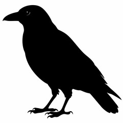 Crow vector illustration, bird isolated on white,Crow silhouette, eagle vector art