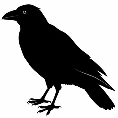 Crow vector illustration, bird isolated on white,Crow silhouette, eagle vector art