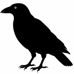 Crow vector illustration, bird isolated on white,Crow silhouette, eagle vector art