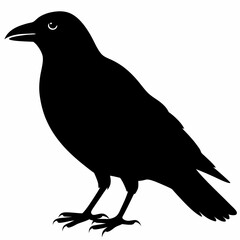 Crow vector illustration, bird isolated on white,Crow silhouette, eagle vector art